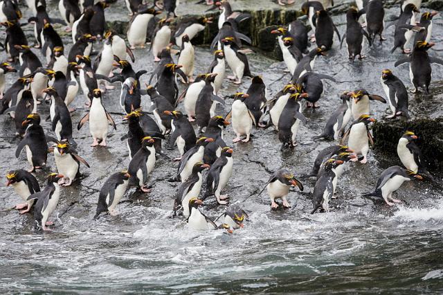 050 Zuid-Georgie, Hercules Bay, macaronipinguins.jpg